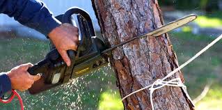 Best Tree Removal Services  in Weston, WV